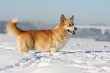 CORGI PEMBROKE 979